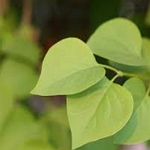 Clove Leaf - Eugenia caryophyllata B S